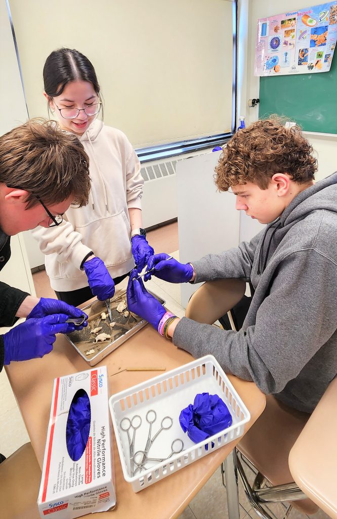 Seventh and eighth graders participate in two-hour eye dissection and lesson.